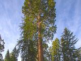 Kings Canyon NP 025
